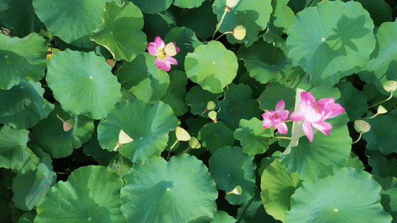 2.gif